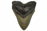 Fossil Megalodon Tooth - North Carolina #258741-1